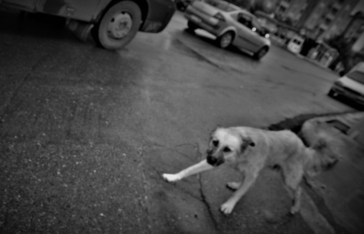 Korku / lensler konuşabilseydi